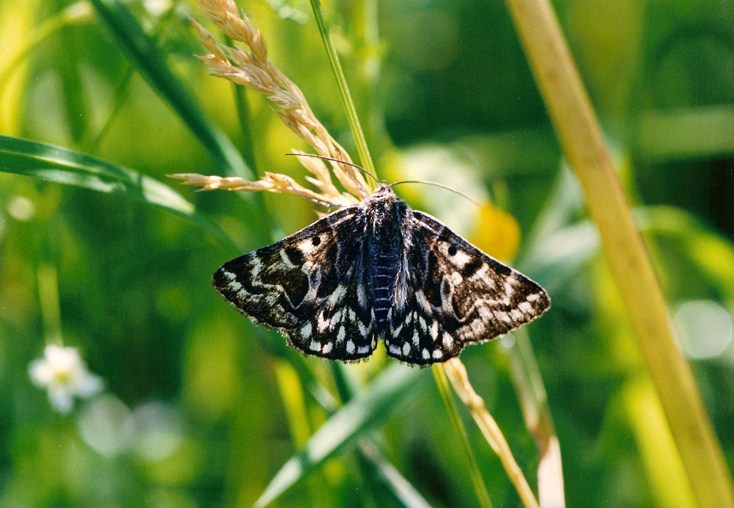 farfallina bianconera